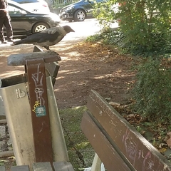 Corvus cornix × corone