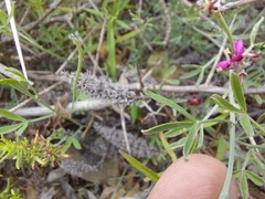 Indigofera complicata