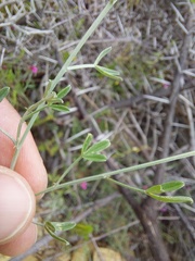 Indigofera complicata