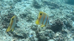 Chelmon rostratus