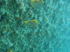 Chelmon rostratus