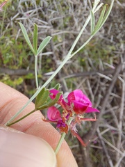 Indigofera complicata