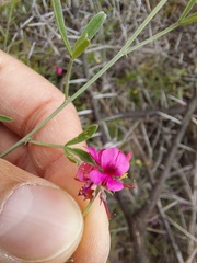 Indigofera complicata