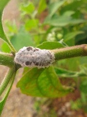 Monophlebidae