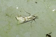 Microcrambus