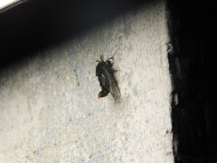 Thyridopteryx ephemeraeformis