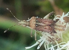 Harmostes fraterculus