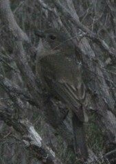 Pachycephala fuliginosa