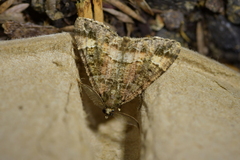 Pseudocoremia productata