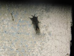 Thyridopteryx ephemeraeformis