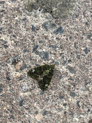 Chloroclysta siterata