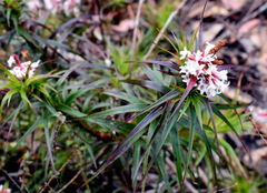Dracophyllum secundum