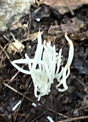 Clavaria