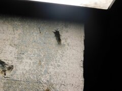 Thyridopteryx ephemeraeformis