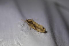 Atomotricha