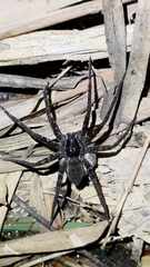 Dolomedes raptor
