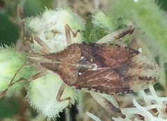 Harmostes fraterculus