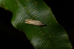 Holocola parthenia