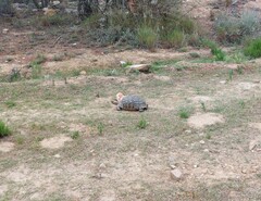 Stigmochelys pardalis