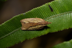 Planotortrix notophaea