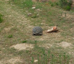 Stigmochelys pardalis