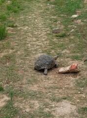 Stigmochelys pardalis