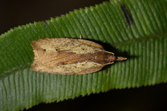Planotortrix notophaea