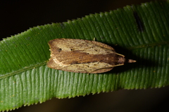 Planotortrix notophaea