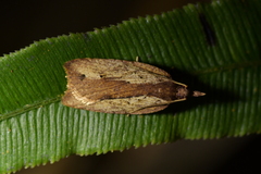 Planotortrix notophaea