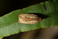 Planotortrix notophaea