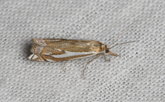 Crambus pratella