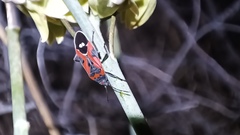 Lygaeus reclivatus