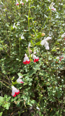 Salvia microphylla