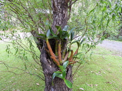 Dendrobium speciosum