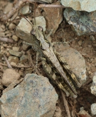 Omocestus defauti