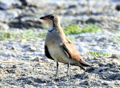 Glareola pratincola