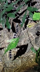 Bungarus multicinctus