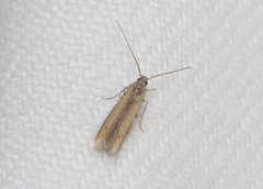 Batrachedra pinicolella