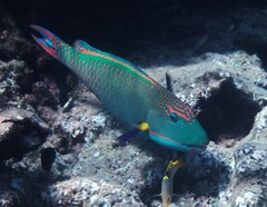 Cetoscarus ocellatus