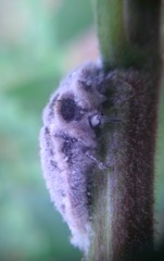 Monophlebidae