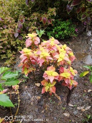 Coleus scutellarioides
