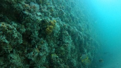 Chelmon rostratus