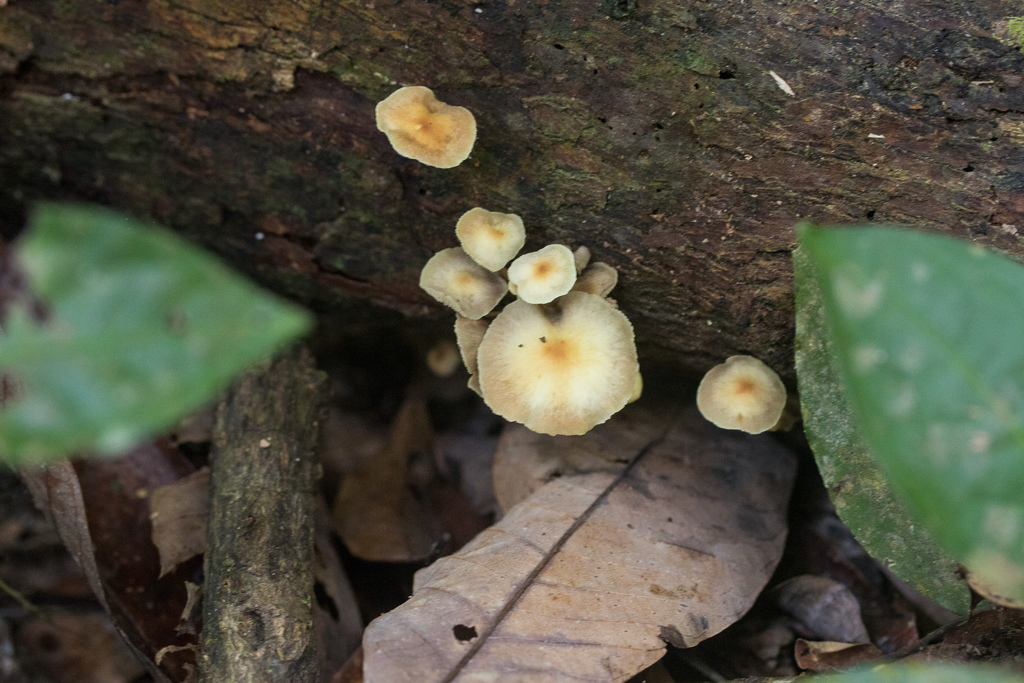 Hypholoma subviride · August 2018 · photo: © lostculture (iNaturalist, cc-by)