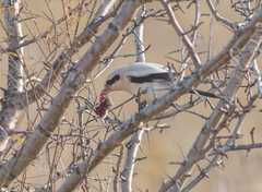 Lanius borealis