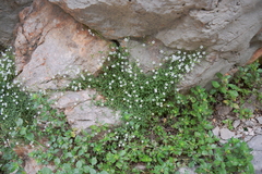 Arenaria orbicularis