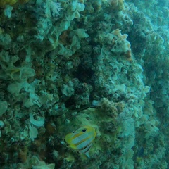 Chelmon rostratus