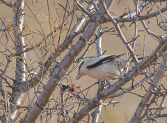Lanius borealis