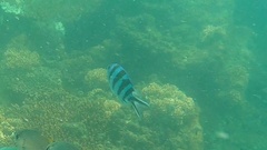Abudefduf sexfasciatus