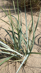 Leymus mollis