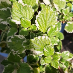 Coleus